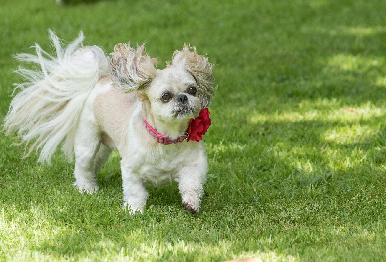 Lake District Country Hotels Dog friendly gallery image